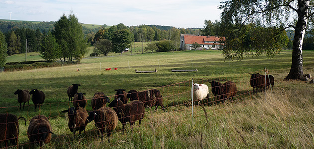 Schafe auf dem Milchschafhof Bärenstein