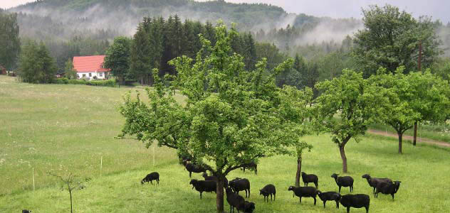 Ovce na farmě mléčné ovce Bärenstein