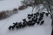 005-Schneeschafe.jpg