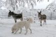 002-Esel_&_Mora_im_Schnee.jpg
