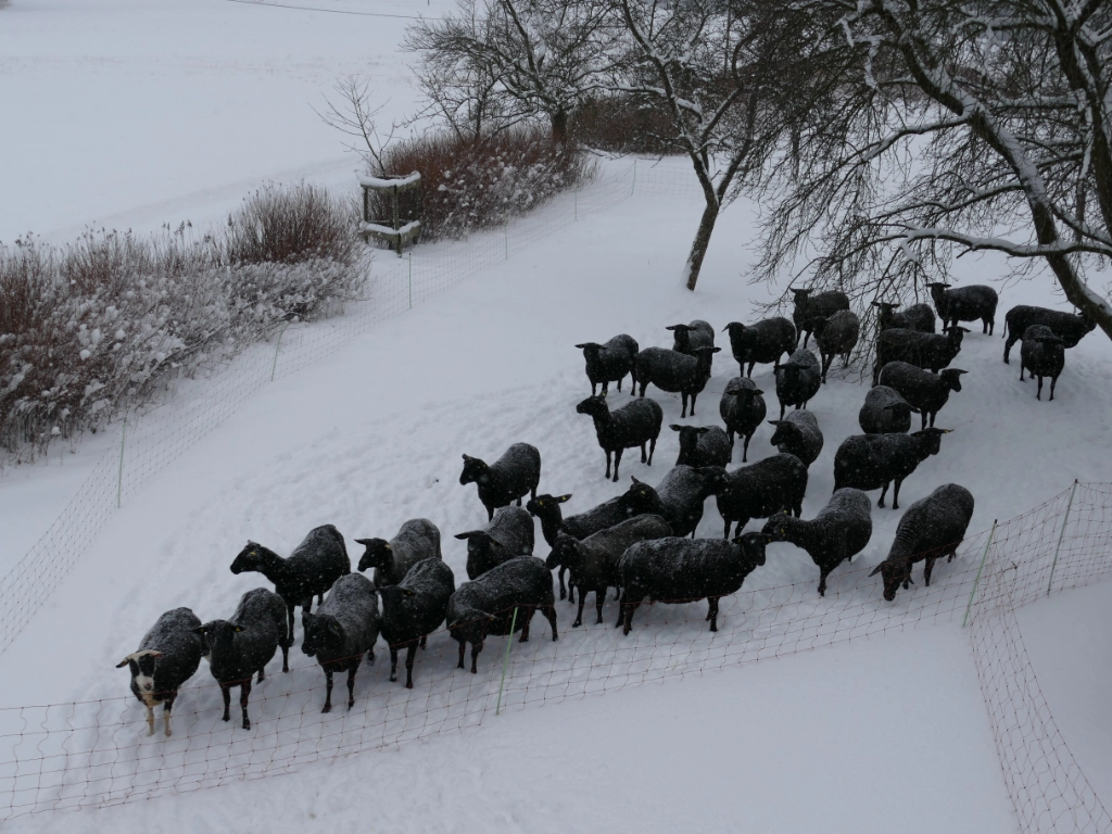 Schafherde im Schnee