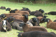 images/Unsere-Tiere/IMG_2255.png